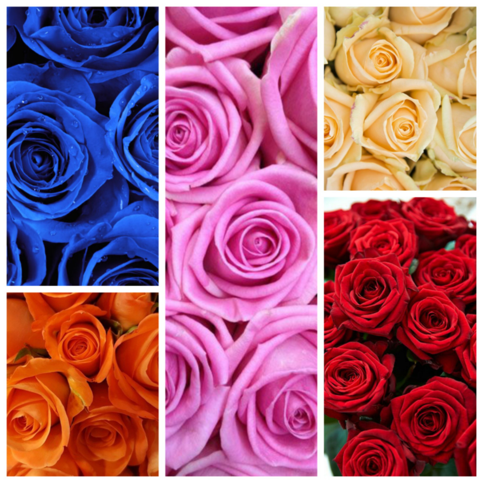  El significado de las rosas según su color