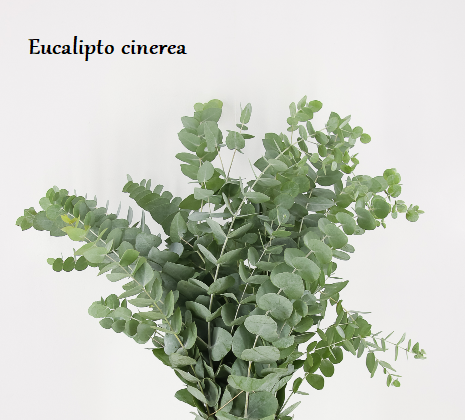 Eucalyptus spp.